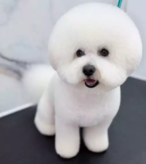 ГрумингзакучињаСкопјеКарпошА1