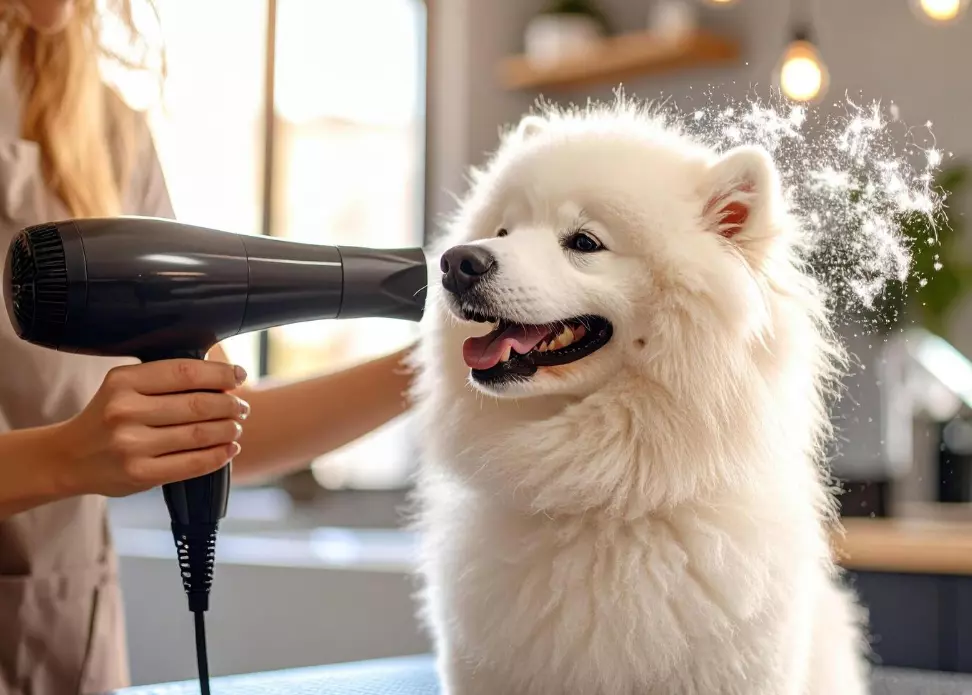 ГрумингзакучињаСкопјеКарпошA