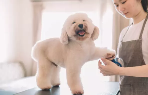 КомплетгрумингтретманзамиленичињаГевгелија1