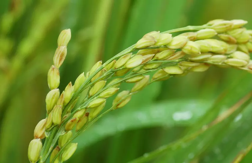 КочанскиоризКочани5