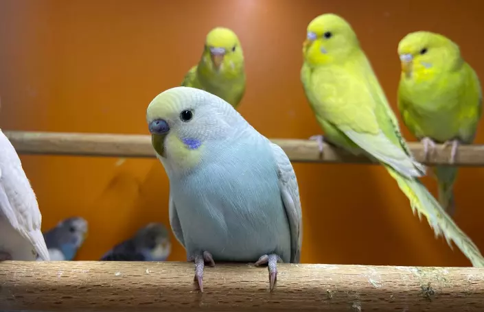 НајснабденапетшоппродавницаГевгелија7