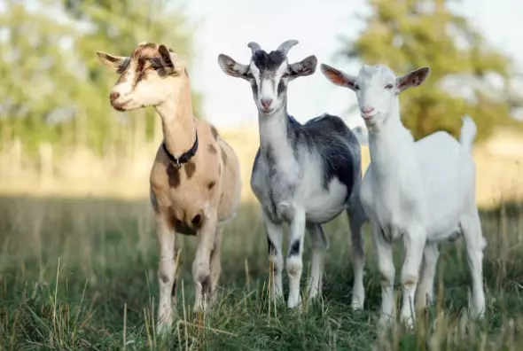 ОдгледувањенаовциикозимесомлекоТетово3