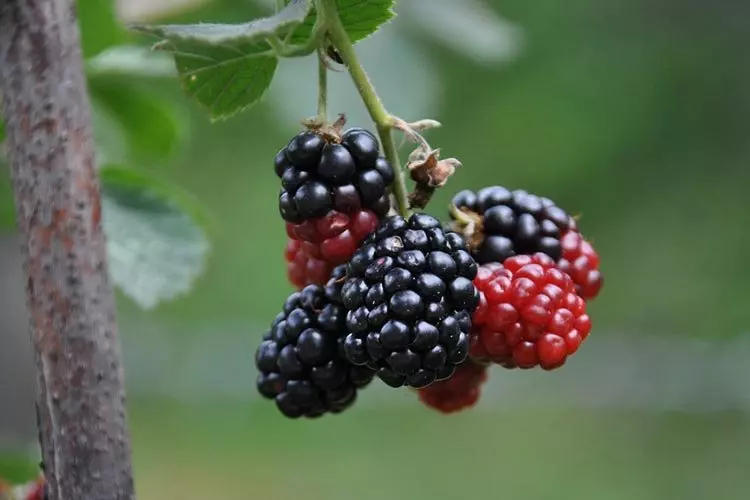 ОткупипреработканашумскиплодовиипечуркиРадовиш5