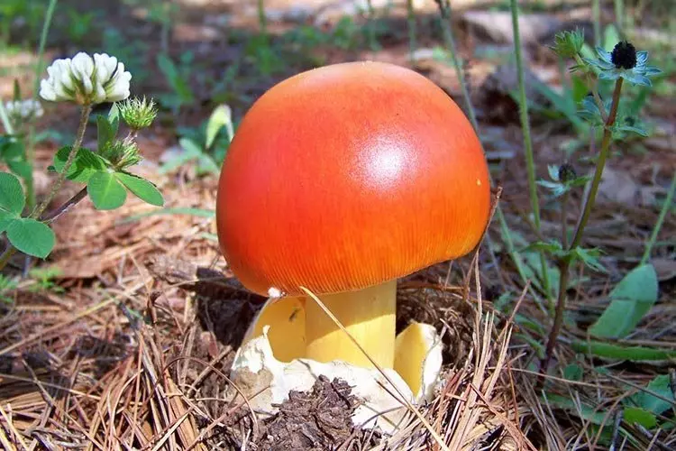 BuyandsellwildmushroomsMacedonia2 BuyandsellwildmushroomsMacedonia2