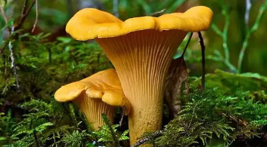 BuyandsellwildmushroomsMacedonia6 BuyandsellwildmushroomsMacedonia6