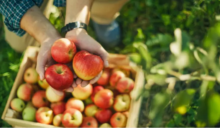 FreshApplesMacedonia