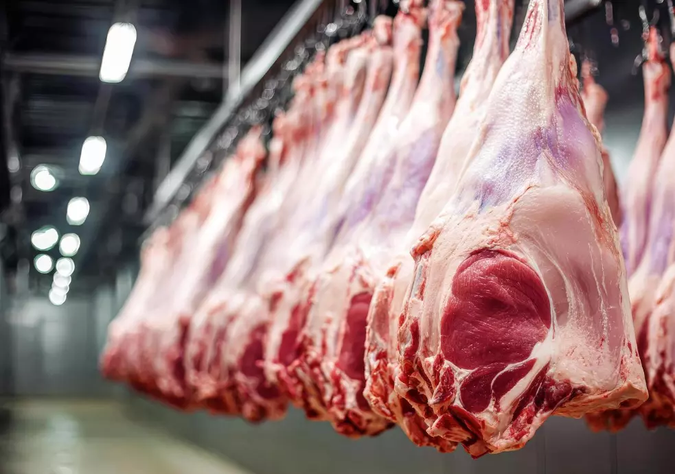 KompletnamesarnicavoDelcevoiKocaniB