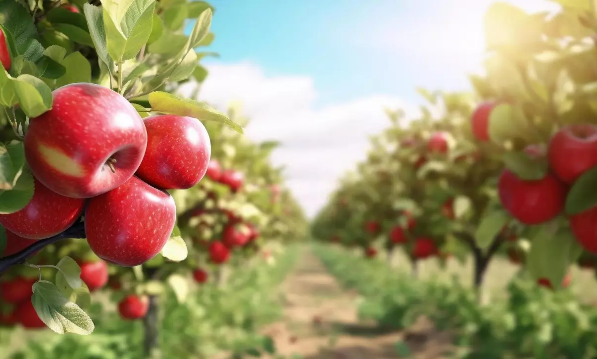 PremiumQualityApplesMacedoniaA