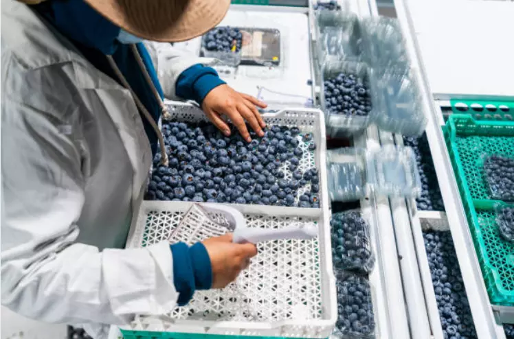 ProcessingandsaleoffruitsandvegetablesMacedonia1a