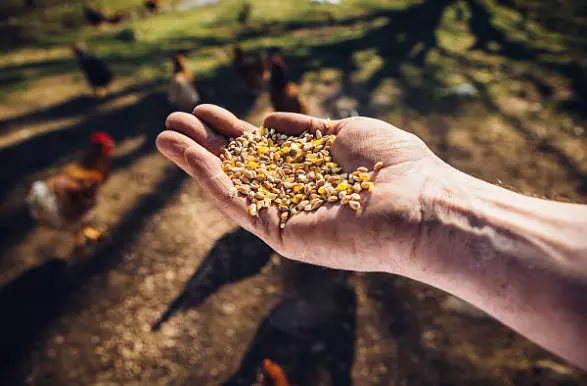 ProdazbanastocnahranaRosoman1