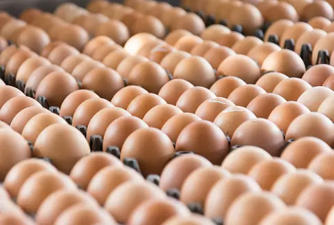 ProizvodstvonajajcaStip2 ProizvodstvonajajcaStip2