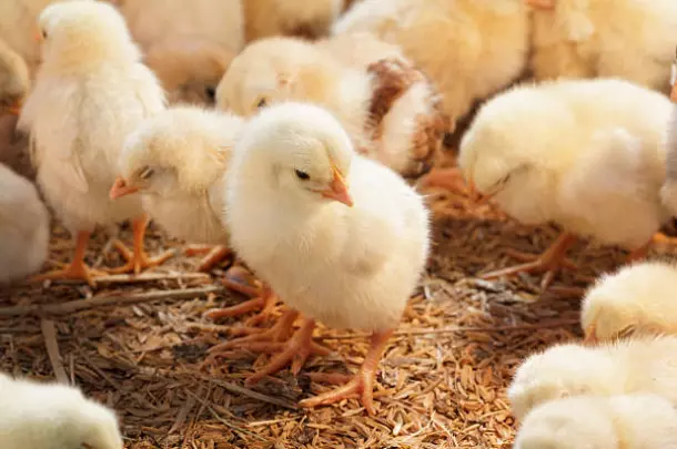 ProizvodstvonajajcaijarkiStip2