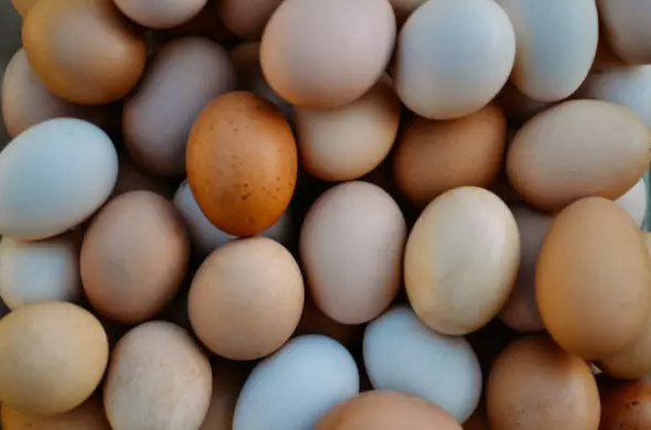 ProizvodstvonajajcaijarkiStip5