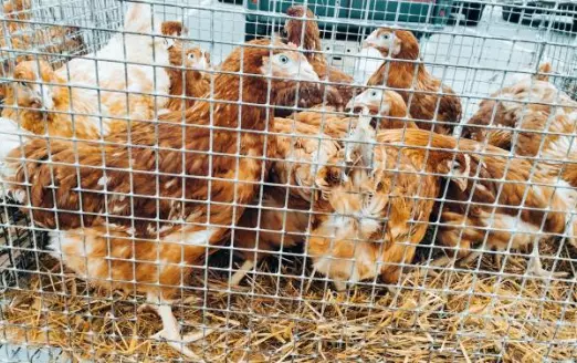 ProizvodstvonajarkiStip