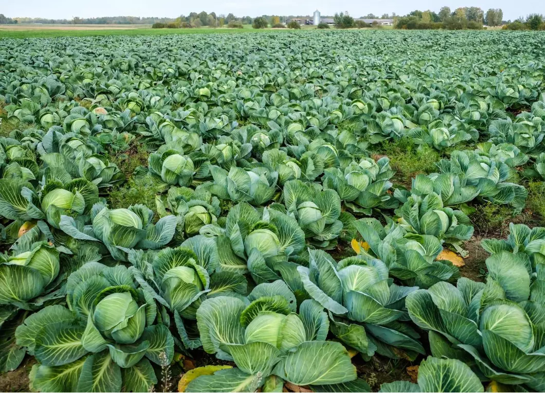 ProizvotstvonaekoloskazelkaStumocaА