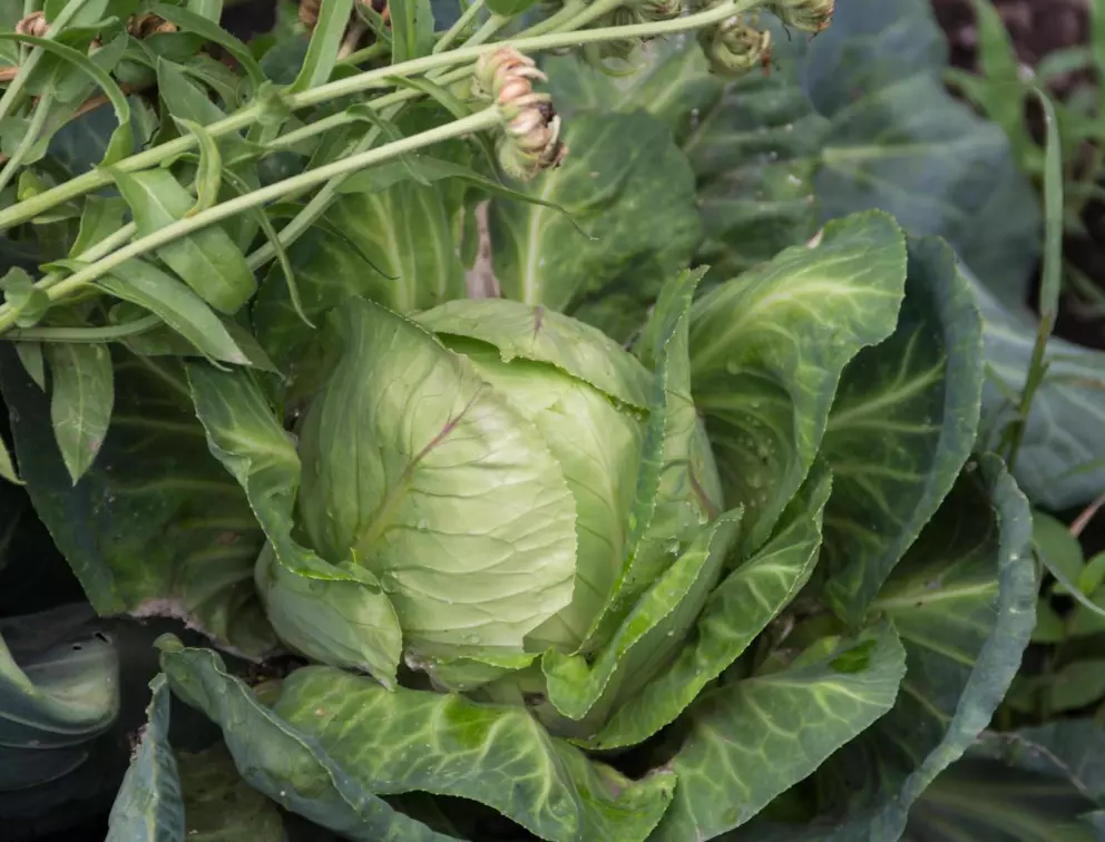 ProizvotstvonaekoloskazelkaStumocaБ