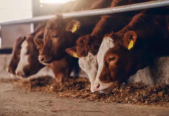 ПродажбаипроизводствонадобиточнахранаБитола ПродажбаипроизводствонадобиточнахранаБитола