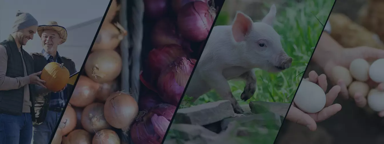 Дополнителни активности на фарма