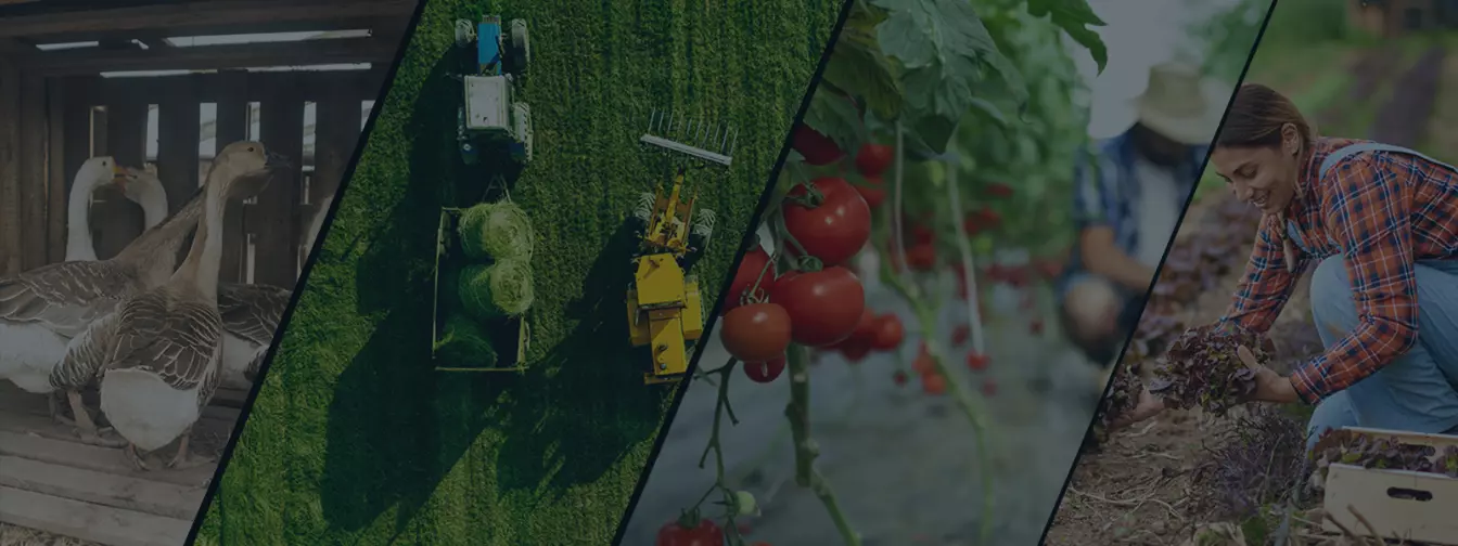 Дополнителни активности на фарма