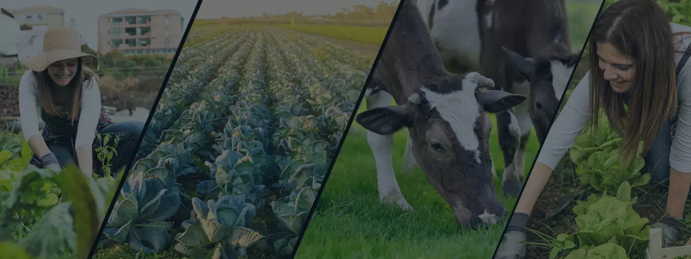 Дополнителни активности на фарма