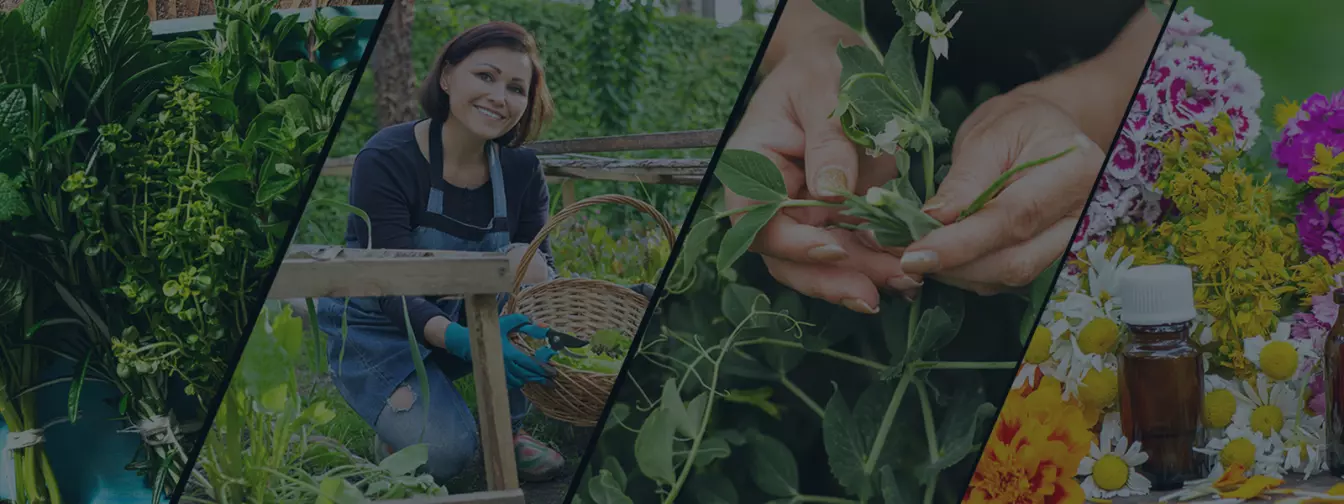 Билкарство